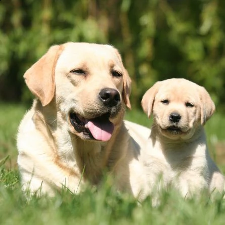 cuccioli di labrador 