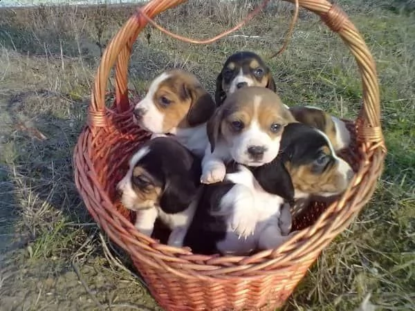 regalo cuccioli beagle whatsapp ( 00393533174023 )