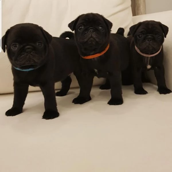 regalo pug cuccioli whatsapp (00393533174023 ) | Foto 2