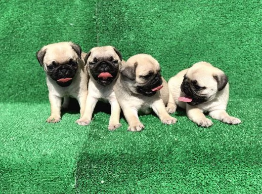 regalo pug cuccioli whatsapp (00393533174023 )