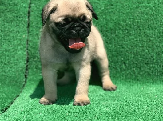 regalo pug cuccioli whatsapp (00393533174023 ) | Foto 1