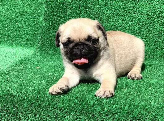 regalo pug cuccioli whatsapp (00393533174023 ) | Foto 0
