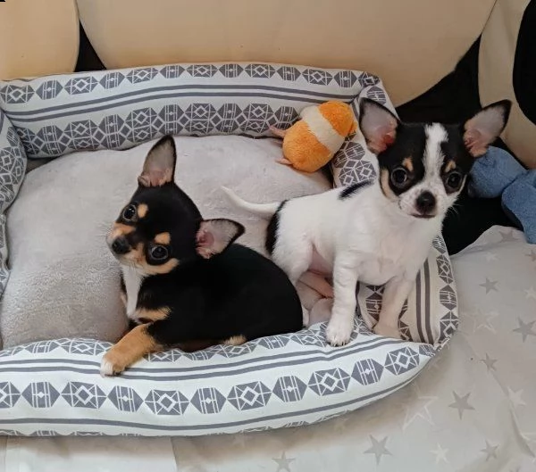 regalo cuccioli di chihuahua whatsapp ( 00393533174023 ) | Foto 0