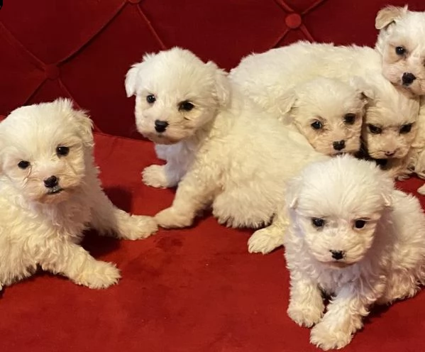regala cuccioli maltesi whatsapp (+34613424983) | Foto 1