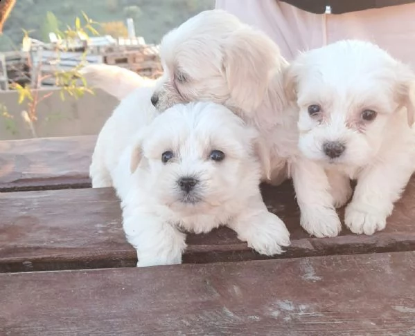 regala cuccioli maltesi whatsapp (+34613424983) | Foto 0