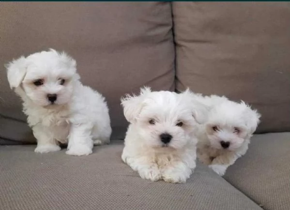 regala cuccioli maltesi whatsapp (+34613424983)