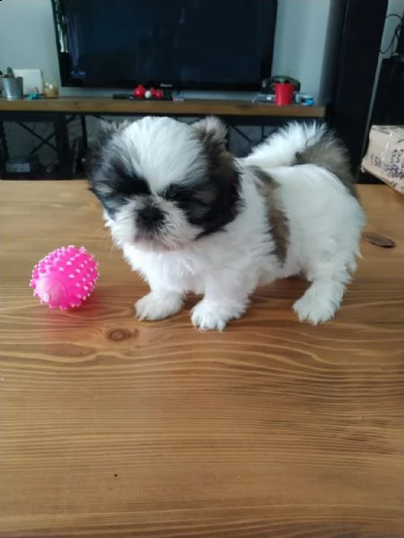 regalo cuccioli di shih tzu whatsapp (00393533174023 ) | Foto 1