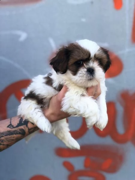regalo cuccioli di shih tzu whatsapp (00393533174023 ) | Foto 0