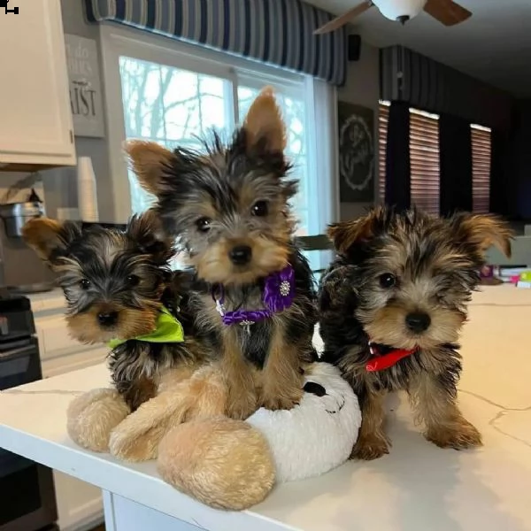 regalo cuccioli di yorkie whatsapp (00393533174023 )