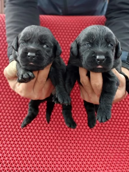 regalo cuccioli labrador whatsapp ( 00393533174023 )