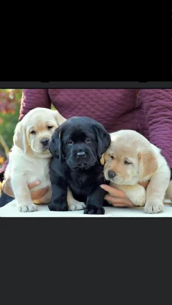 regalo cuccioli labrador whatsapp ( 00393533174023 ) | Foto 0