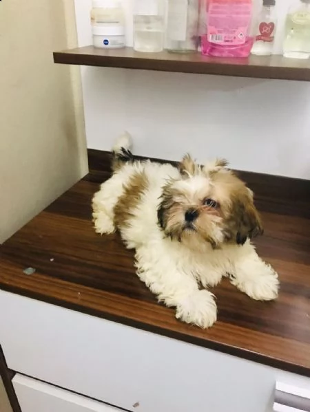 regalo cuccioli di shih tzu whatsapp ( 00393533174023 ) | Foto 2