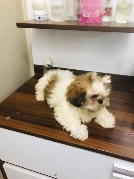 regalo cuccioli di shih tzu whatsapp ( 00393533174023 ) | Foto 1