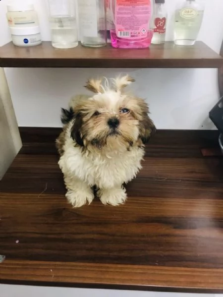 regalo cuccioli di shih tzu whatsapp ( 00393533174023 )