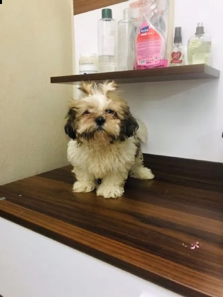 regalo cuccioli di shih tzu whatsapp ( 00393533174023 ) | Foto 0