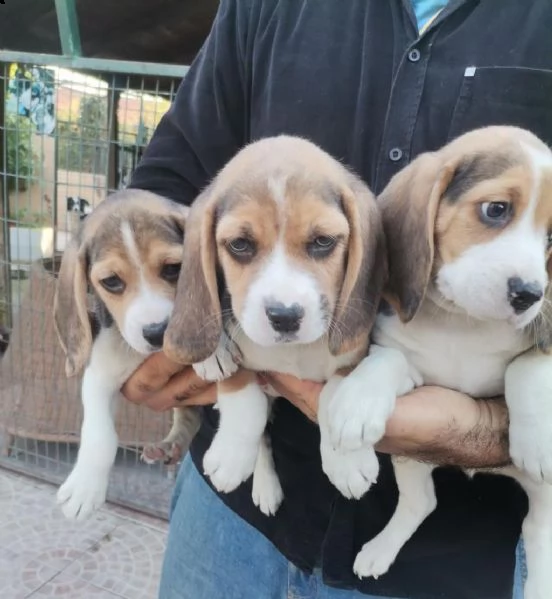 regalo  cuccioli di beagle whatsapp ( 00393533174023 ) | Foto 1