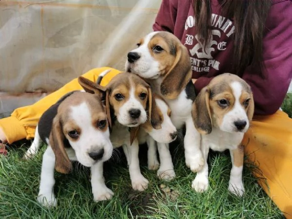regalo  cuccioli di beagle whatsapp ( 00393533174023 )
