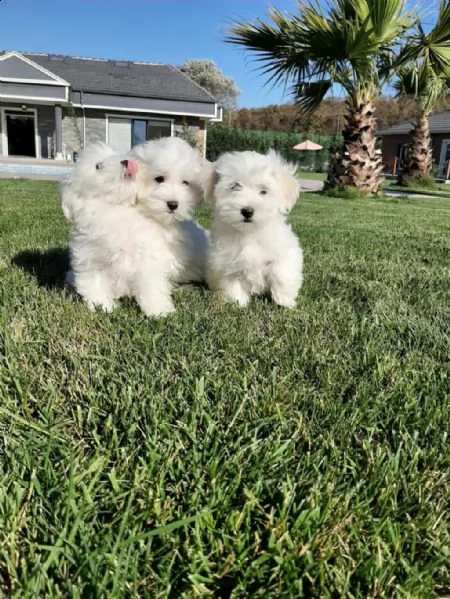 regalo cuccioli di maltese whatsapp ( 00393533174023 )