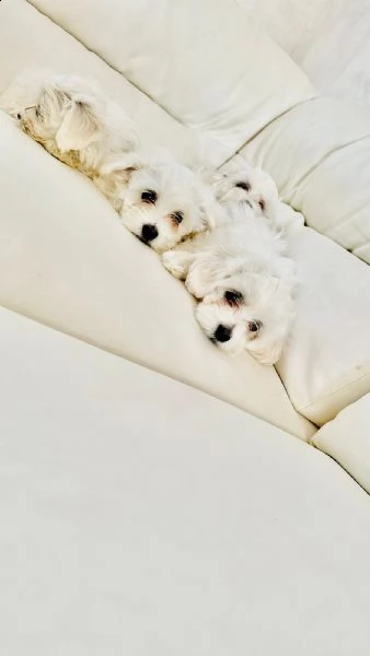 meravigliosi cuccioli di maltese taglia piccola | Foto 1