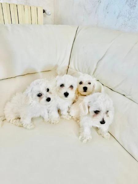 meravigliosi cuccioli di maltese taglia piccola | Foto 0