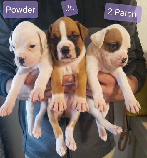 regalo cuccioli di boxer .