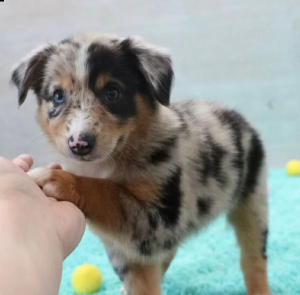 cuccioli di border collie femminucce e maschietti disponibili per l'adozione gratuita