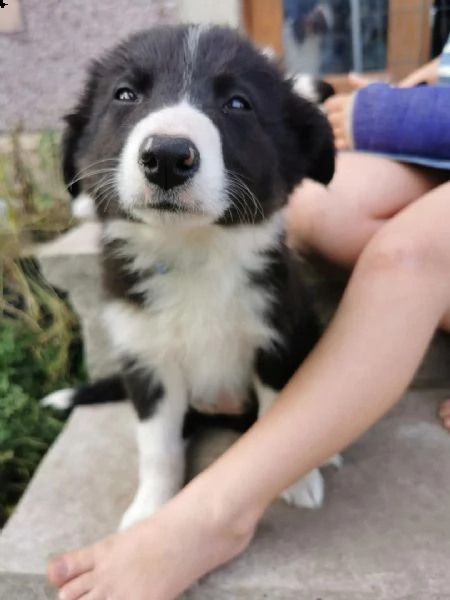 adorabili cuccioli  pastore australiano femminucce e maschietti disponibili 
