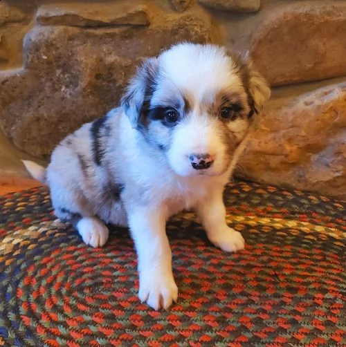  regalo adorabili cuccioli pastore australiano femminucce e maschietti gratuita 