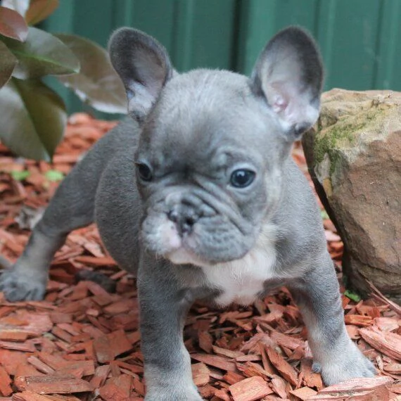 regalo cuccioli di cane a bulldog francese