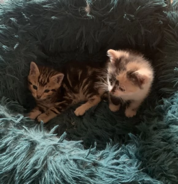 Gattini in adozione  | Foto 5