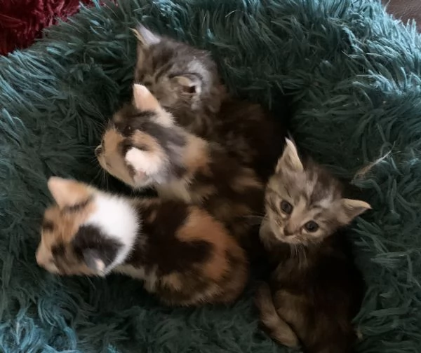 Gattini in adozione  | Foto 4