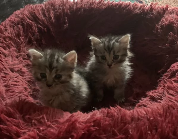 Gattini in adozione  | Foto 3