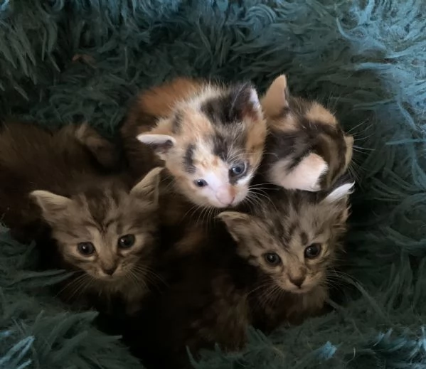 Gattini in adozione  | Foto 2