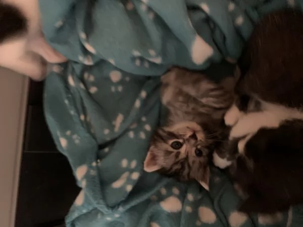 Gattini in adozione  | Foto 1