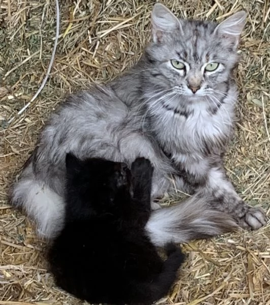 Gattini in adozione  | Foto 0