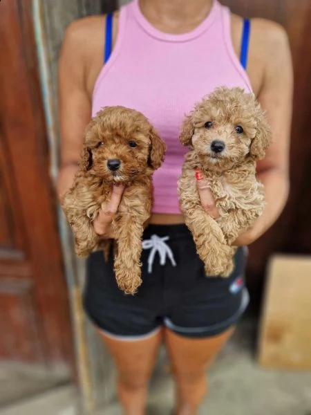 barboncino nano cuccioli | Foto 0