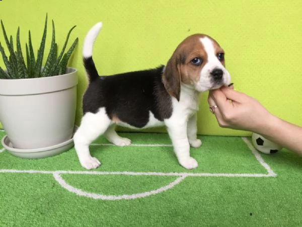 regalo cuccioli beagle whatsapp (0039 353 317 4023) | Foto 1