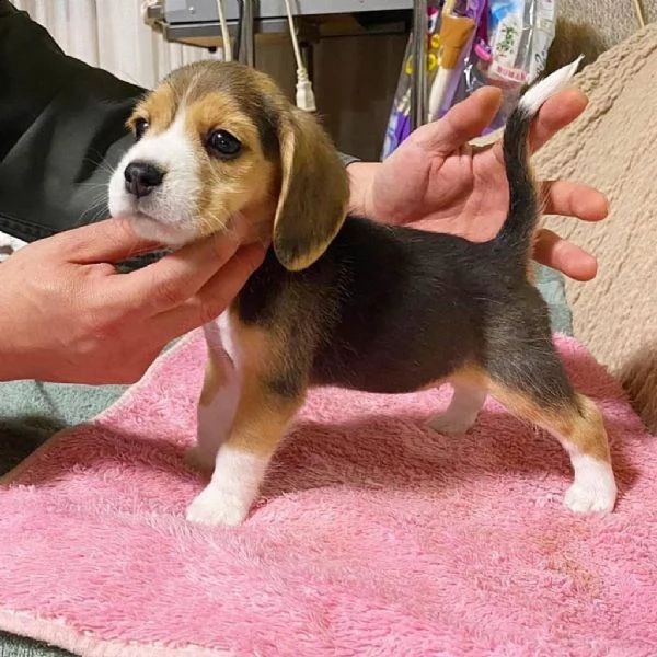 regalo cuccioli beagle whatsapp (0039 353 317 4023) | Foto 0