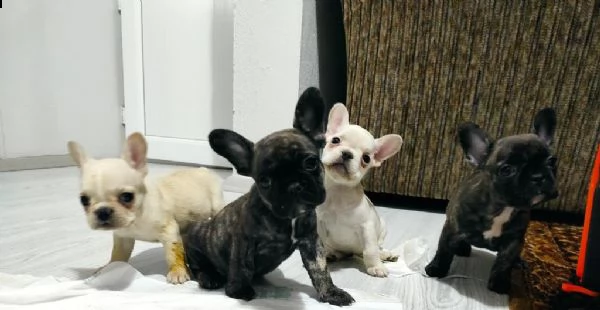 regalo bulldog francese whatsapp (0039 353 317 4023 )