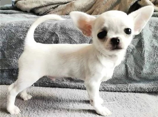 regala cuccioli di chihuahua whatsapp ( 0039 353 317 4023) | Foto 0