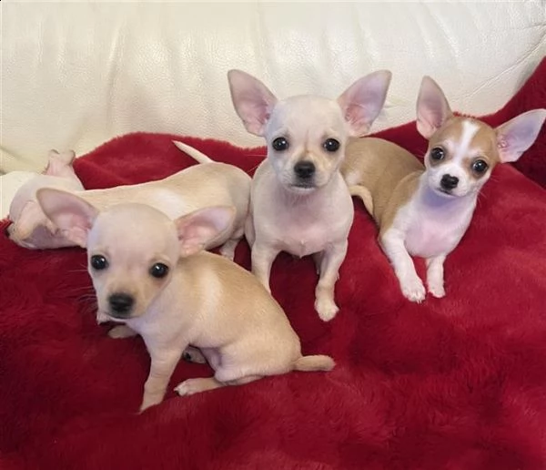 regala cuccioli di chihuahua whatsapp ( 0039 353 317 4023)