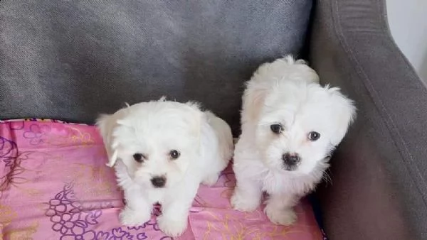 regala cuccioli maltesi whatsapp (0039 353 317 4023 ) | Foto 0
