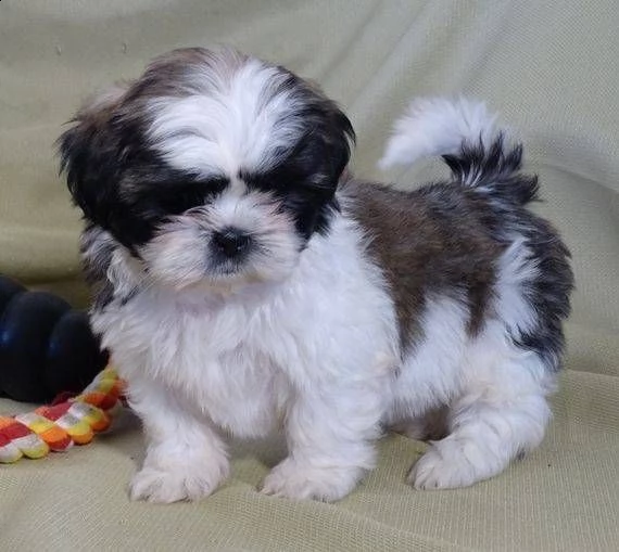 regalo cuccioli di shih tzu whatsapp (0039 353 317 4023 ) | Foto 1