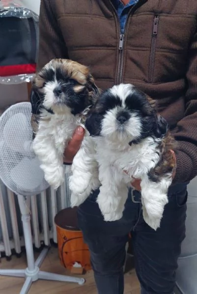 regalo cuccioli di shih tzu whatsapp (0039 353 317 4023 ) | Foto 0