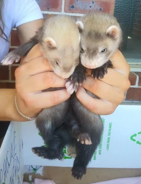 splendidi cuccioli di furetto disponibili ora | Foto 1