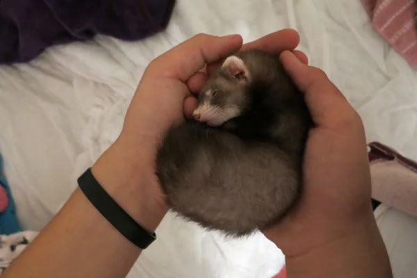 splendidi cuccioli di furetto disponibili ora | Foto 0