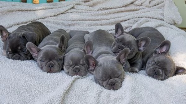 cuccioli di bulldog francese molto giocherelloni disponibili ora | Foto 0