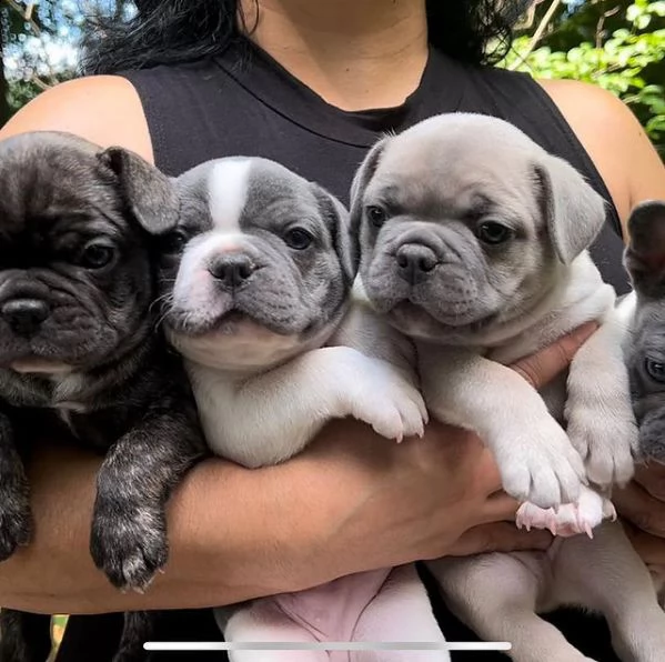 cuccioli di bulldog francese molto giocherelloni disponibili ora