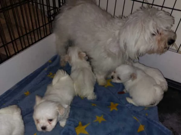 maltese taglia toy con pedigree | Foto 3