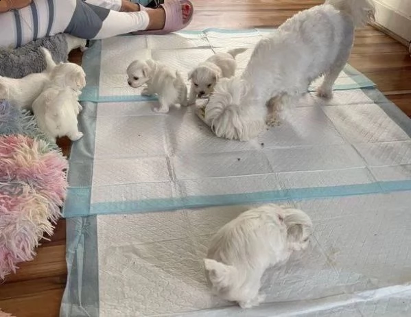 maltese taglia toy con pedigree | Foto 2